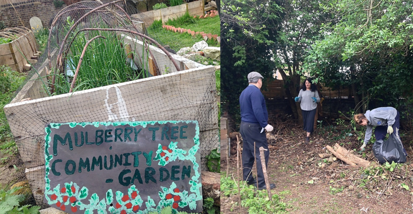 Picture of Mulberry Community garden and some people gardening in it