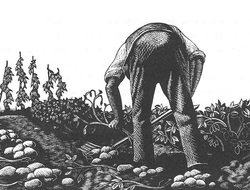 Wood engraving of man digging potatoes