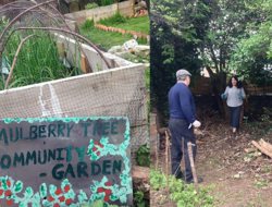 Picture of Mulberry Community garden and some people gardening in it