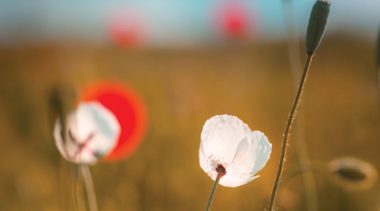 Red and white poppies in a field. Image focuses on white poppy.