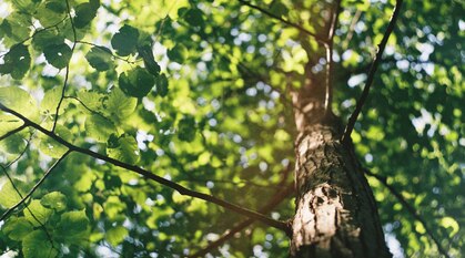 Tall tree with green leaves. Image looks up through the leaves with sunlight dappling through