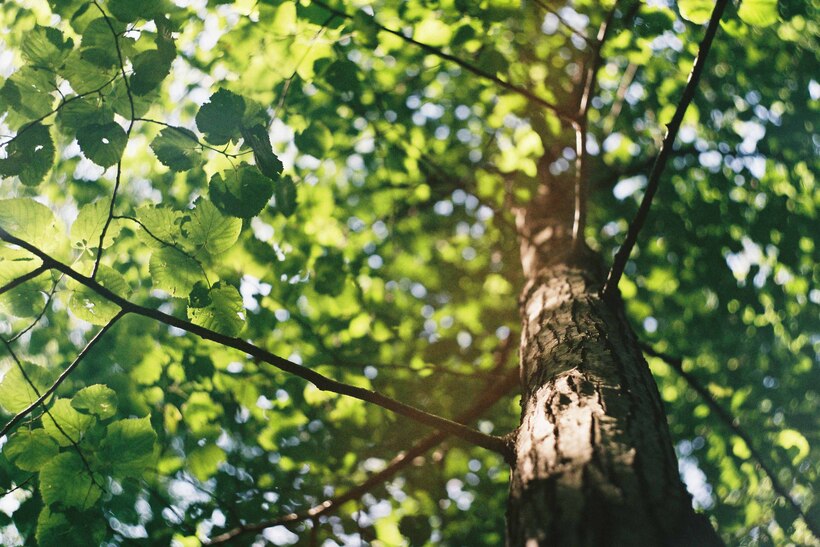 Quaker worship does not have to be inside. Photo by David Vig on Unsplash.