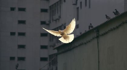 a dove flying through grey urban streets