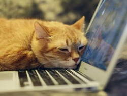 Thoughts on online meeting for worship