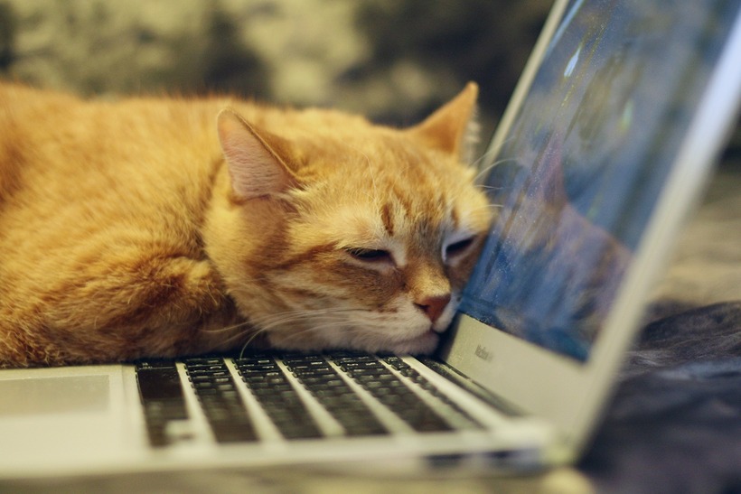 Pets can also join in online meeting for worship. Image: <a href="https://pixabay.com/users/IRCat-10981235/?utm_source=link-attribution&utm_medium=referral&utm_campaign=image&utm_content=4037007">IRCat</a> from <a href="https://pixabay.com/?utm_source=link-attribution&utm_medium=referral&utm_campaign=image&utm_content=4037007">Pixabay</a>.