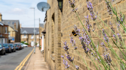 A wall and bees