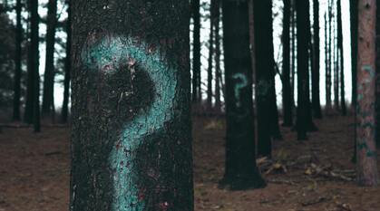 trees spread out in a wood on a cold day with question marks painted on them
