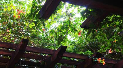 Light shining through a a leafy pagoda