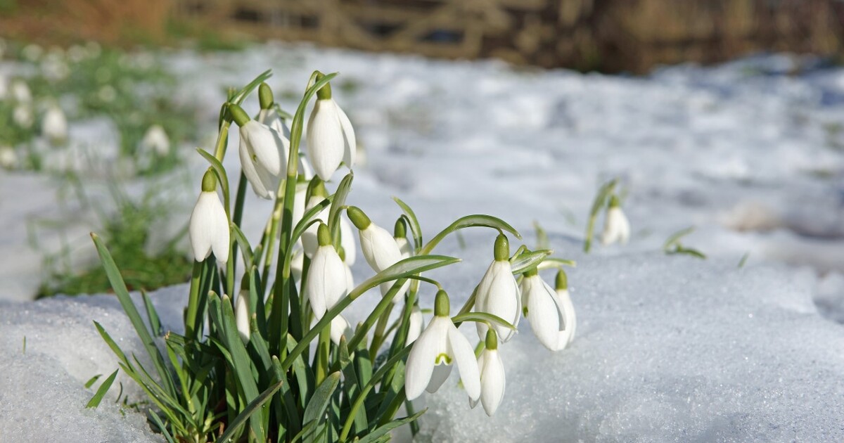 Campanillas de invierno