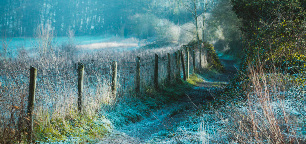 a pathway surrounded by frosty foliage