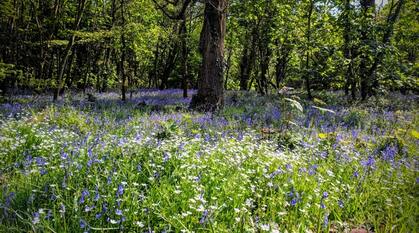 woodland on a sunny day with a carpet of bluebells