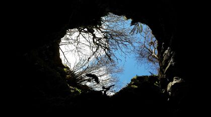 looking out from a cave up to the blue sky above. trees and ferns overhang the edge of the cave