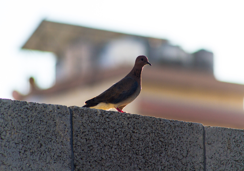 Dove in front of observation tower