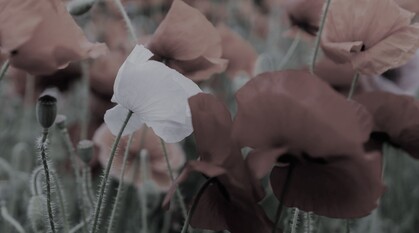 A greyed-out photo focusing on a white poppy in field of red poppies