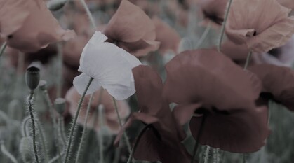 A greyed-out photo focusing on a white poppy in field of red poppies