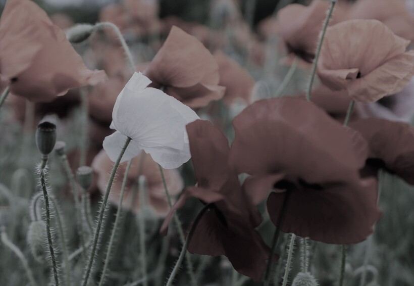 Remembrance Sunday is a chance to commemorate all those affected by war. Photo by <a href="https://unsplash.com/@alyssastevenson?utm_source=unsplash&utm_medium=referral&utm_content=creditCopyText">Alyssa Stevenson</a> on <a href="https://unsplash.com/collections/wtQfO0Pox68/peace?utm_source=unsplash&utm_medium=referral&utm_content=creditCopyText">Unsplash</a>.