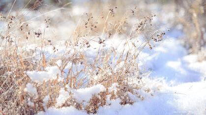 Sunlight on a snow-covered plant