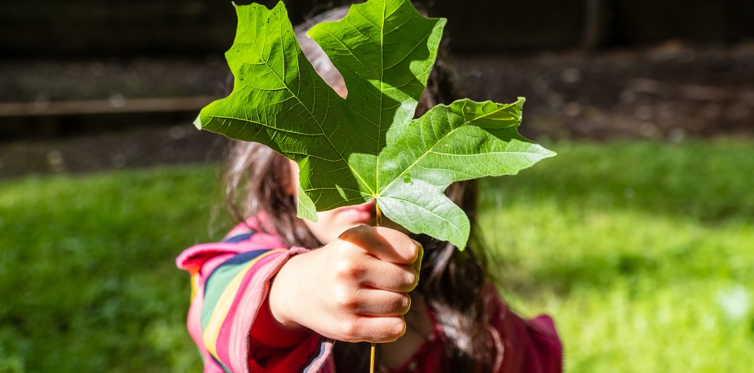 A young child holding a large leaf in front of its face.
