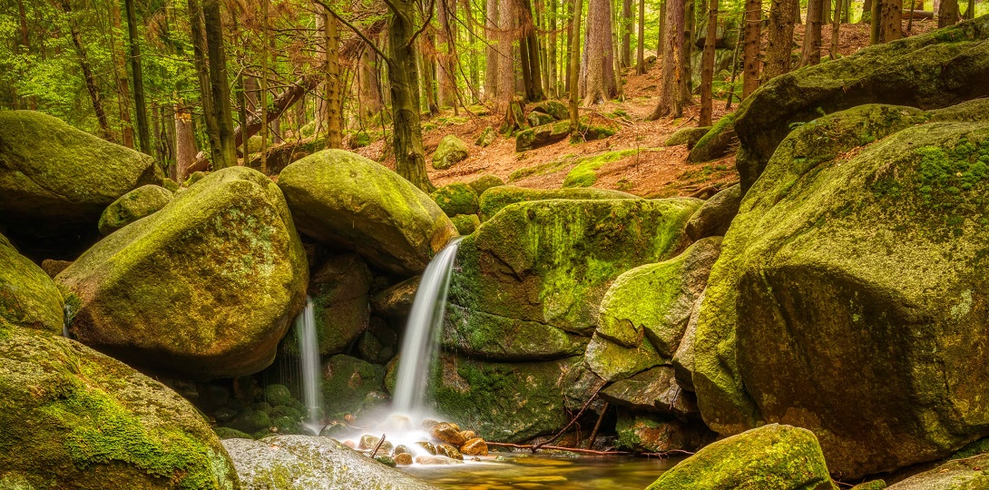 An area of ancient woodland with a stream flowing over moss covered rocks