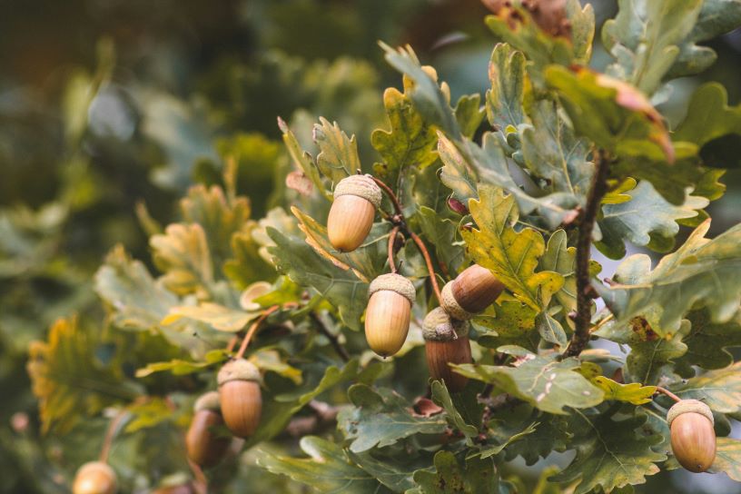 acorns