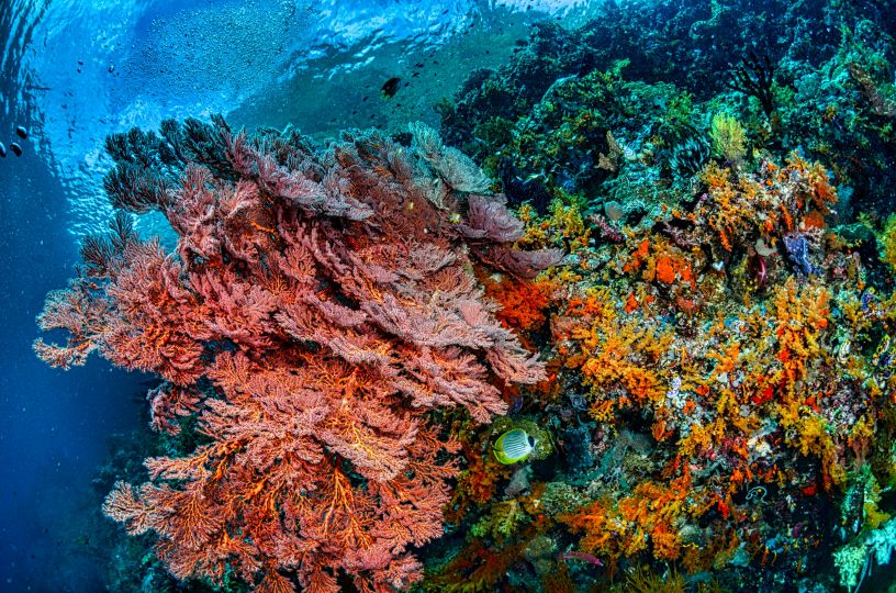blue sea and colourful coral