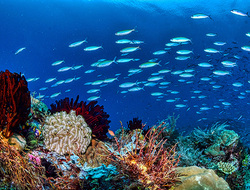 Protecting the Coral Triangle