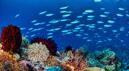 Protesters with 'save the coral triangle' sign