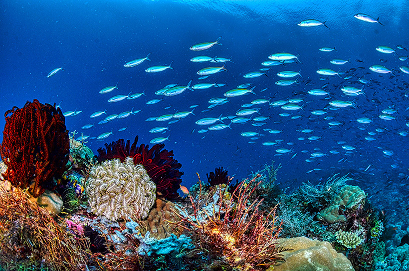 Quaker faith calls us to live with integrity, to work for justice, and to care for the whole of creation. Photo by Tom Fisk from  <a href="https://www.pexels.com/photo/a-school-of-fish-swimming-by-a-coral-reef-4618221/"> Pexels</a>.