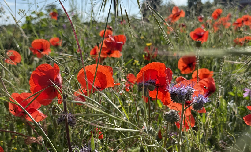 "The question becomes how to tend the field responsibly now that their presence has been revealed." Photo: author's own.