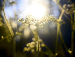 Continuing growth rather than a quick splash: Quakers and baptism